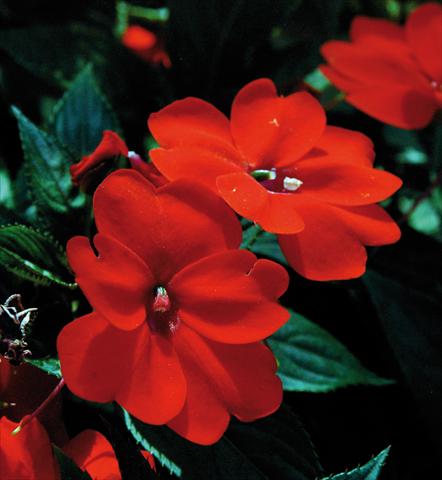 Photo de variété de fleurs à utiliser comme: Pot et Plante à massif Impatiens N. Guinea SunPatiens® Compact Orange