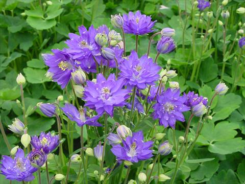 Photo de variété de fleurs à utiliser comme: Pot et Plante à massif Aquilegia vulgaris Clementine Blue