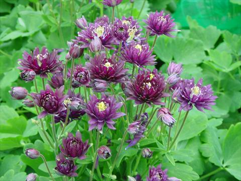 Photo de variété de fleurs à utiliser comme: Pot et Plante à massif Aquilegia vulgaris Clementine Dark Purple