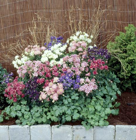 Photo de variété de fleurs à utiliser comme: Pot et Plante à massif Aquilegia vulgaris Clementine Formula Mix
