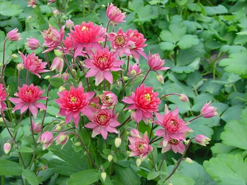 Photo de variété de fleurs à utiliser comme: Pot et Plante à massif Aquilegia vulgaris Clementine Red