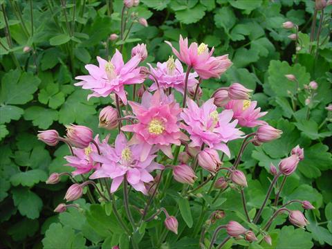 Photo de variété de fleurs à utiliser comme: Pot et Plante à massif Aquilegia vulgaris Clementine Rose