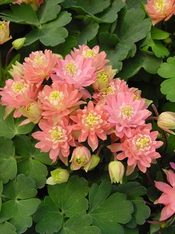 Photo de variété de fleurs à utiliser comme: Pot et Plante à massif Aquilegia vulgaris Clementine Salmon Rose