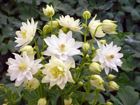 Photo de variété de fleurs à utiliser comme: Pot et Plante à massif Aquilegia vulgaris Clementine White