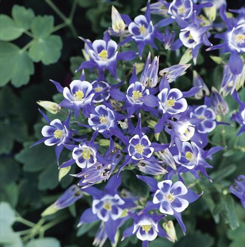 Photo de variété de fleurs à utiliser comme: Pot et Plante à massif Aquilegia vulgaris Winky Blue-White Imp