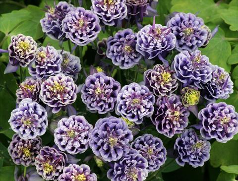 Photo de variété de fleurs à utiliser comme: Pot et Plante à massif Aquilegia vulgaris Winky Double Dark Blue-White