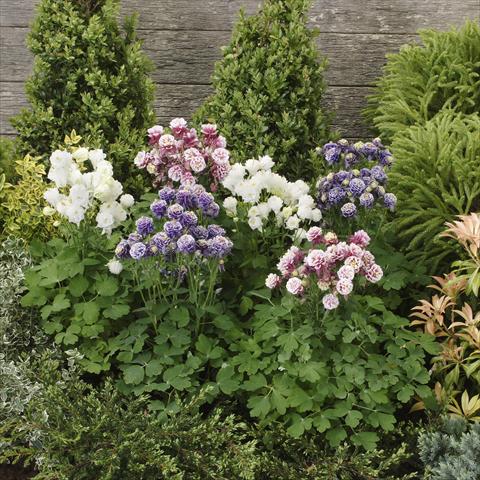 Photo de variété de fleurs à utiliser comme: Pot et Plante à massif Aquilegia vulgaris Winky Double Formula mix