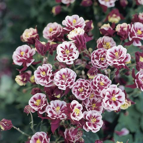 Photo de variété de fleurs à utiliser comme: Pot et Plante à massif Aquilegia vulgaris Winky Double Red-White
