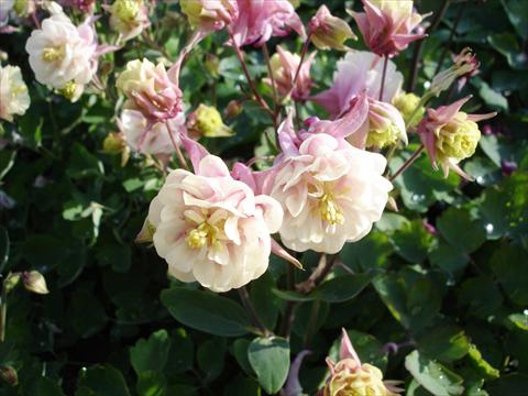 Photo de variété de fleurs à utiliser comme: Pot et Plante à massif Aquilegia vulgaris Winky Double Rose-White