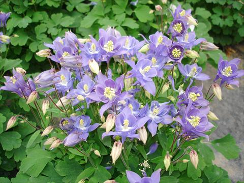 Photo de variété de fleurs à utiliser comme: Pot et Plante à massif Aquilegia vulgaris Winky Early Sky Blue