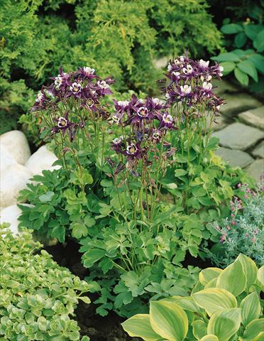 Photo de variété de fleurs à utiliser comme: Pot et Plante à massif Aquilegia vulgaris Winky Purple-White