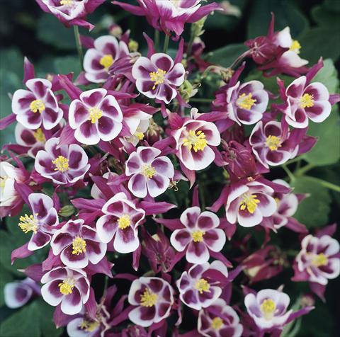 Photo de variété de fleurs à utiliser comme: Pot et Plante à massif Aquilegia vulgaris Winky Red-White