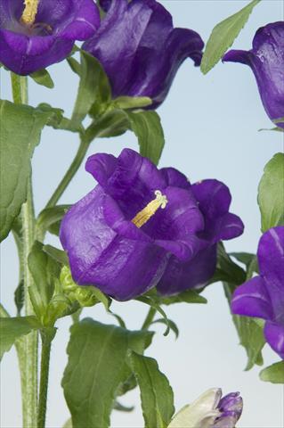 Photo de variété de fleurs à utiliser comme: Pot et Plante à massif Campanula medium Campana Blue