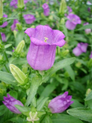 Photo de variété de fleurs à utiliser comme: Pot et Plante à massif Campanula medium Campana Lilac
