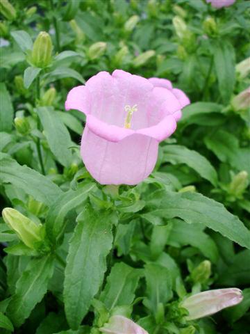 Photo de variété de fleurs à utiliser comme: Pot et Plante à massif Campanula medium Campana Pink