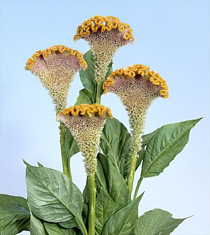 Photo de variété de fleurs à utiliser comme: Pot et Plante à massif Celosia cristata Bombay Fidor