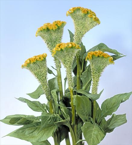 Photo de variété de fleurs à utiliser comme: Pot et Plante à massif Celosia cristata Bombay Figo