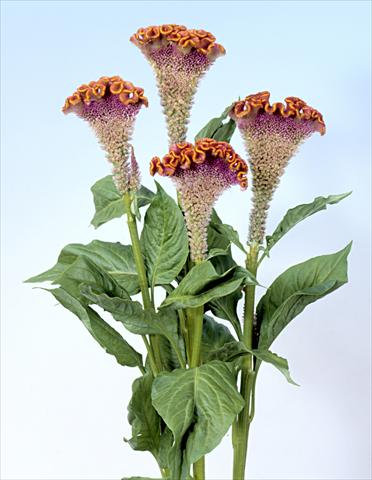 Photo de variété de fleurs à utiliser comme: Pot et Plante à massif Celosia cristata Bombay Fiora