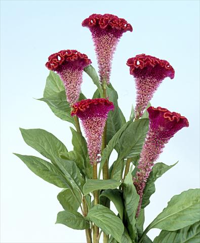 Photo de variété de fleurs à utiliser comme: Pot et Plante à massif Celosia cristata Bombay Fire