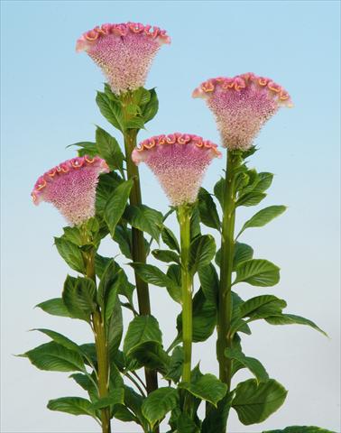 Photo de variété de fleurs à utiliser comme: Pot et Plante à massif Celosia cristata Bombay Firosa