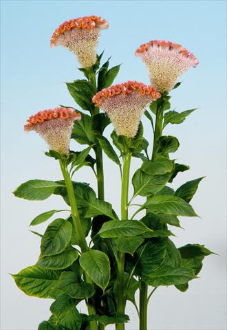 Photo de variété de fleurs à utiliser comme: Pot et Plante à massif Celosia cristata Bombay Fisal