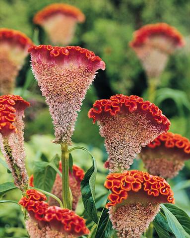 Photo de variété de fleurs à utiliser comme: Pot et Plante à massif Celosia cristata Bombay Orange