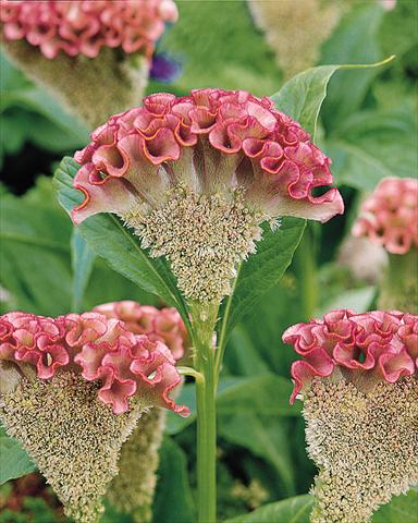 Photo de variété de fleurs à utiliser comme: Pot et Plante à massif Celosia cristata Bombay Pink