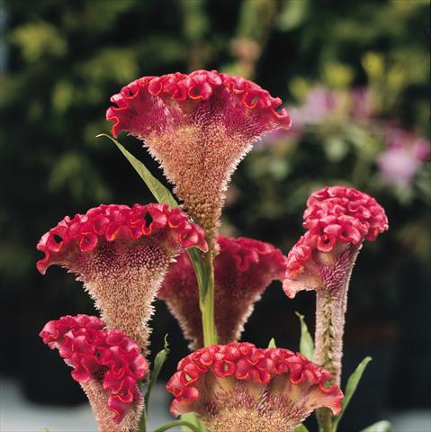 Photo de variété de fleurs à utiliser comme: Pot et Plante à massif Celosia cristata Bombay Salmon