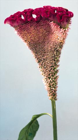 Photo de variété de fleurs à utiliser comme: Pot et Plante à massif Celosia cristata Bombay Velvet