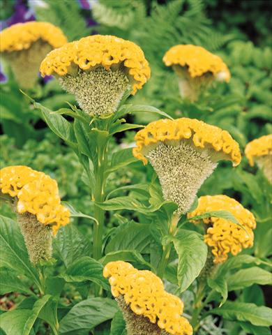 Photo de variété de fleurs à utiliser comme: Pot et Plante à massif Celosia cristata Bombay Yellow Gold