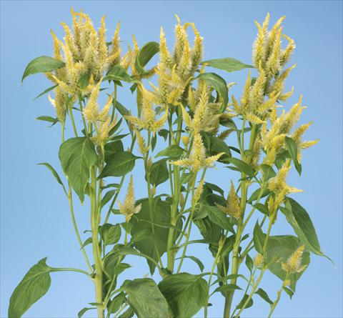 Photo de variété de fleurs à utiliser comme: Pot et Plante à massif Celosia spicata Celway Lemon Yellow
