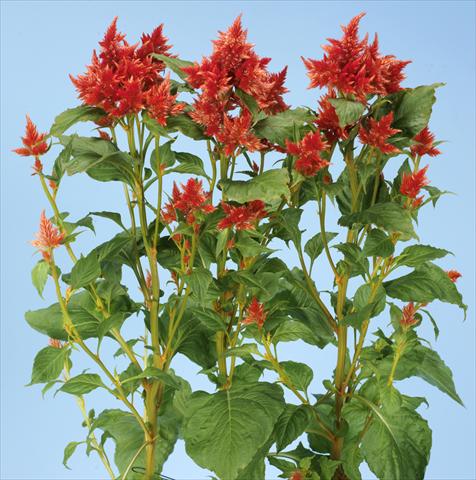 Photo de variété de fleurs à utiliser comme: Pot et Plante à massif Celosia spicata Celway Orange