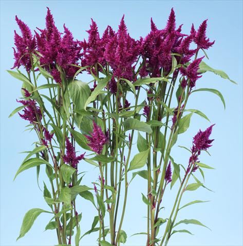 Photo de variété de fleurs à utiliser comme: Pot et Plante à massif Celosia spicata Celway Purple
