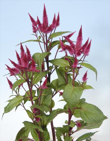 Photo de variété de fleurs à utiliser comme: Pot et Plante à massif Celosia spicata Celway Red