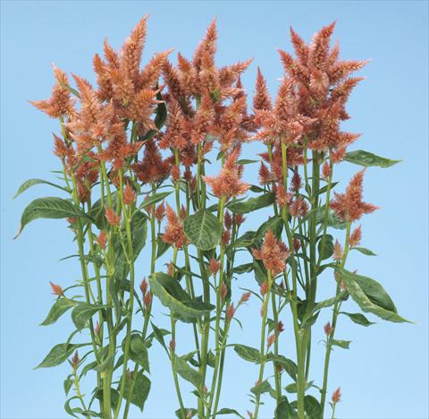 Photo de variété de fleurs à utiliser comme: Pot et Plante à massif Celosia spicata Celway Salmon