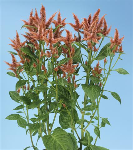 Photo de variété de fleurs à utiliser comme: Pot et Plante à massif Celosia spicata Celway Terracotta