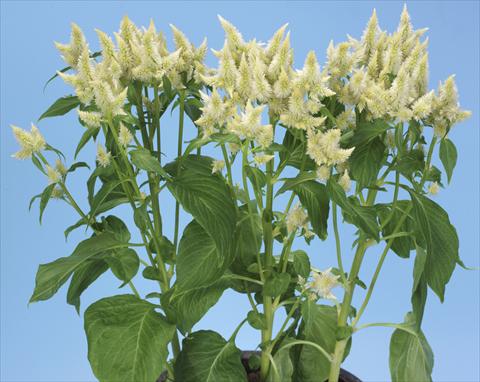 Photo de variété de fleurs à utiliser comme: Pot et Plante à massif Celosia spicata Celway White