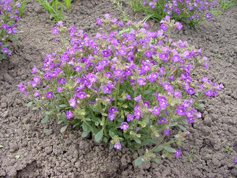 Photo de variété de fleurs à utiliser comme: Pot et Plante à massif Chaenarrhinum organifolium Arista