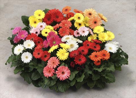 Photo de variété de fleurs à utiliser comme: Pot et Plante à massif Gerbera jamesonii Mega Revolution Formula Mix
