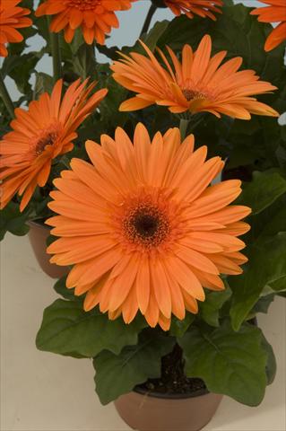 Photo de variété de fleurs à utiliser comme: Pot et Plante à massif Gerbera jamesonii Mega Revolution Orange Dark Centre