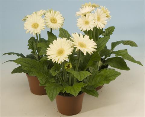 Photo de variété de fleurs à utiliser comme: Pot et Plante à massif Gerbera jamesonii Mega Revolution White