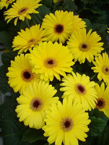 Photo de variété de fleurs à utiliser comme: Pot et Plante à massif Gerbera jamesonii Mega Revolution Yellow Shades