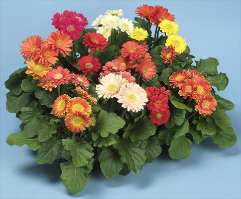 Photo de variété de fleurs à utiliser comme: Pot et Plante à massif Gerbera jamesonii Micro Revolution Irish Eyes Mix