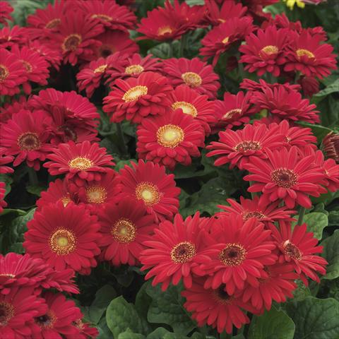 Photo de variété de fleurs à utiliser comme: Pot et Plante à massif Gerbera jamesonii Mini Revolution Red