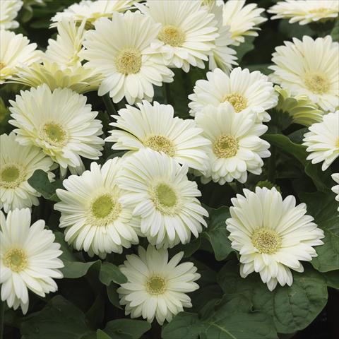 Photo de variété de fleurs à utiliser comme: Pot et Plante à massif Gerbera jamesonii Mini Revolution White