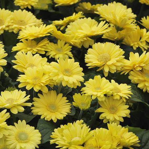 Photo de variété de fleurs à utiliser comme: Pot et Plante à massif Gerbera jamesonii Mini Revolution Yellow