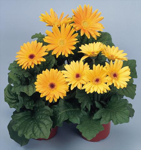 Photo de variété de fleurs à utiliser comme: Pot et Plante à massif Gerbera jamesonii Revolution Golden Yellow Shades