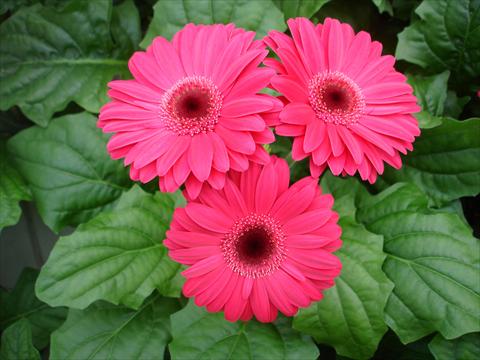 Photo de variété de fleurs à utiliser comme: Pot et Plante à massif Gerbera jamesonii Revolution Neon Rose Dark Centre