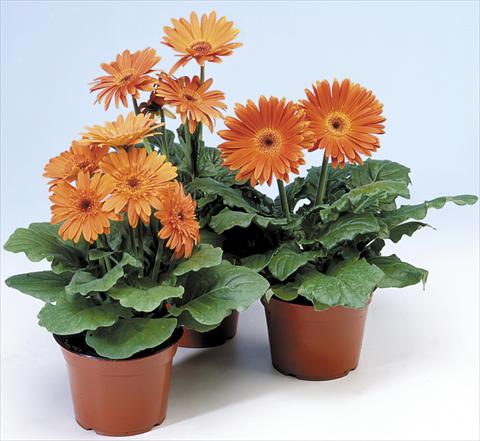 Photo de variété de fleurs à utiliser comme: Pot et Plante à massif Gerbera jamesonii Revolution Pastel Orange Dark Centre
