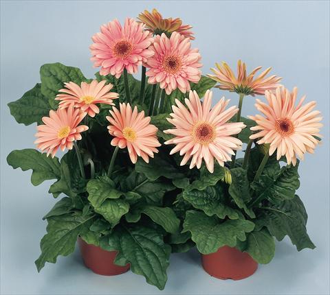 Photo de variété de fleurs à utiliser comme: Pot et Plante à massif Gerbera jamesonii Revolution Pastel Pink Shades Dark Centre